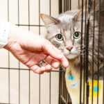 5 Best Ways to Train a Rescue Cat for a Happy Home