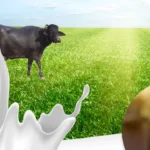 Introduction to WellHealth Organic Buffalo Milk Tag