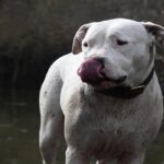 dogo argentino for sale