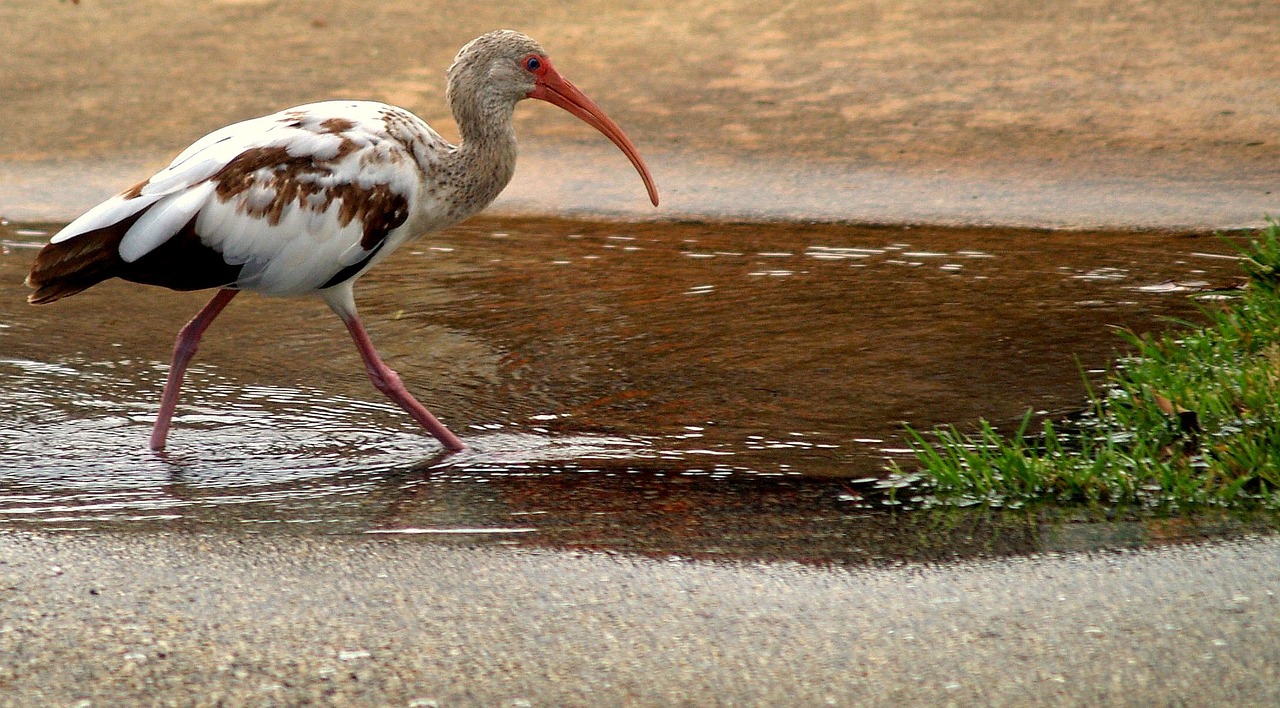 muppet with long hooked beak