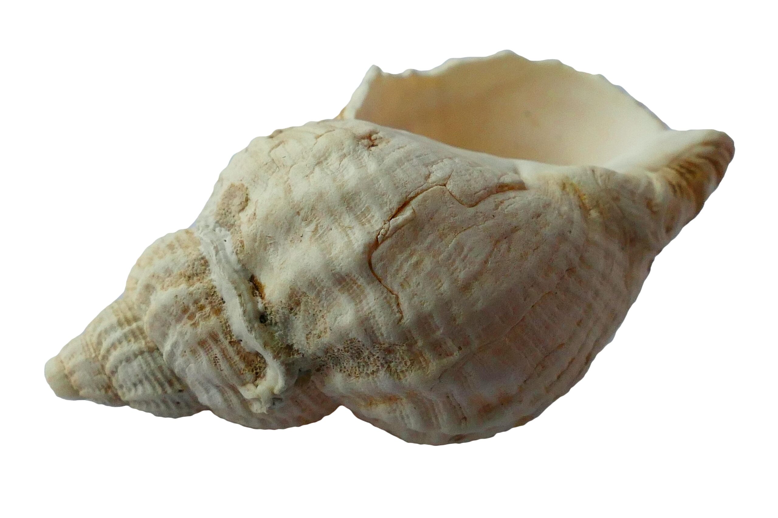 puka shell