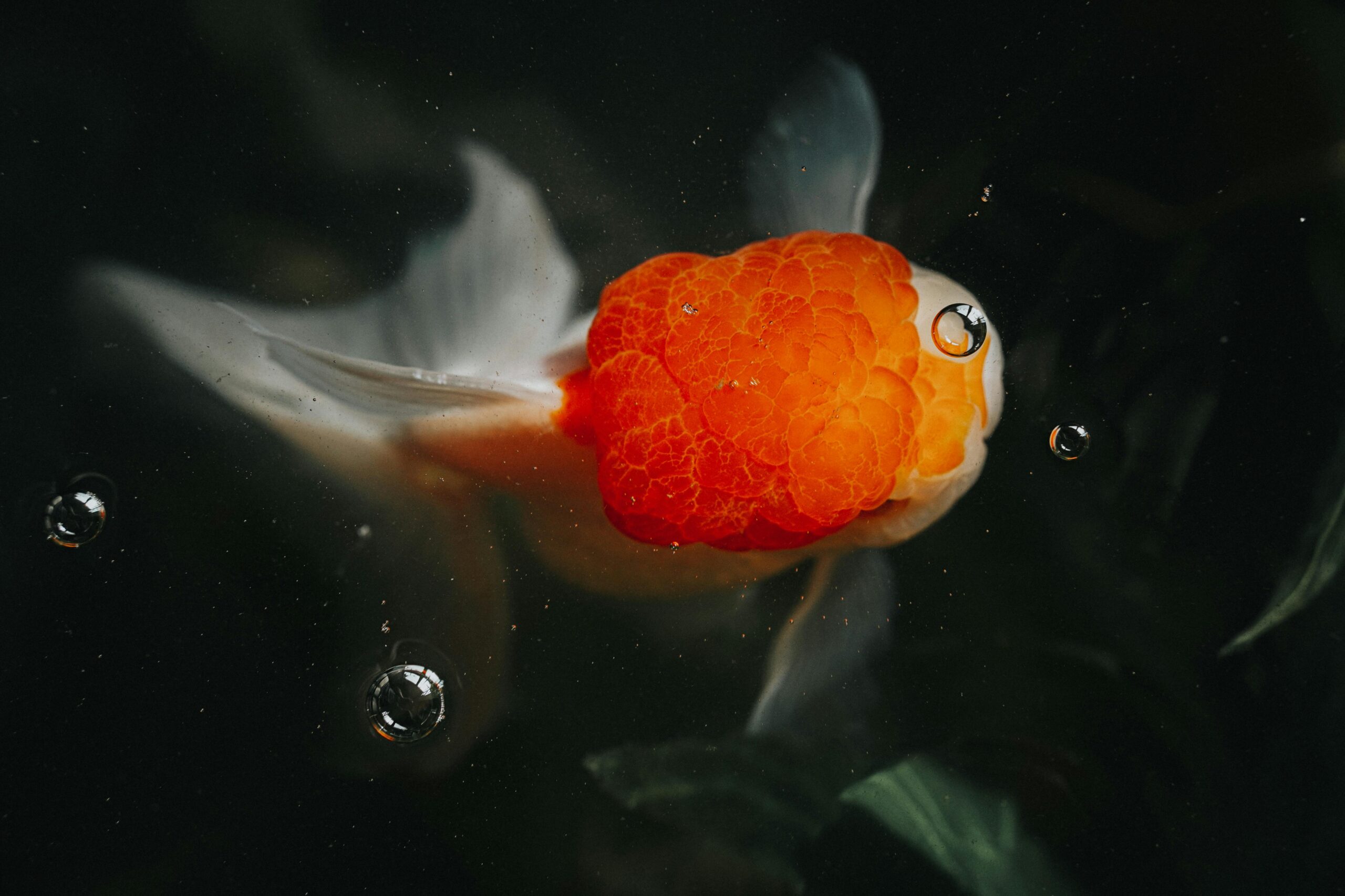 comet goldfish