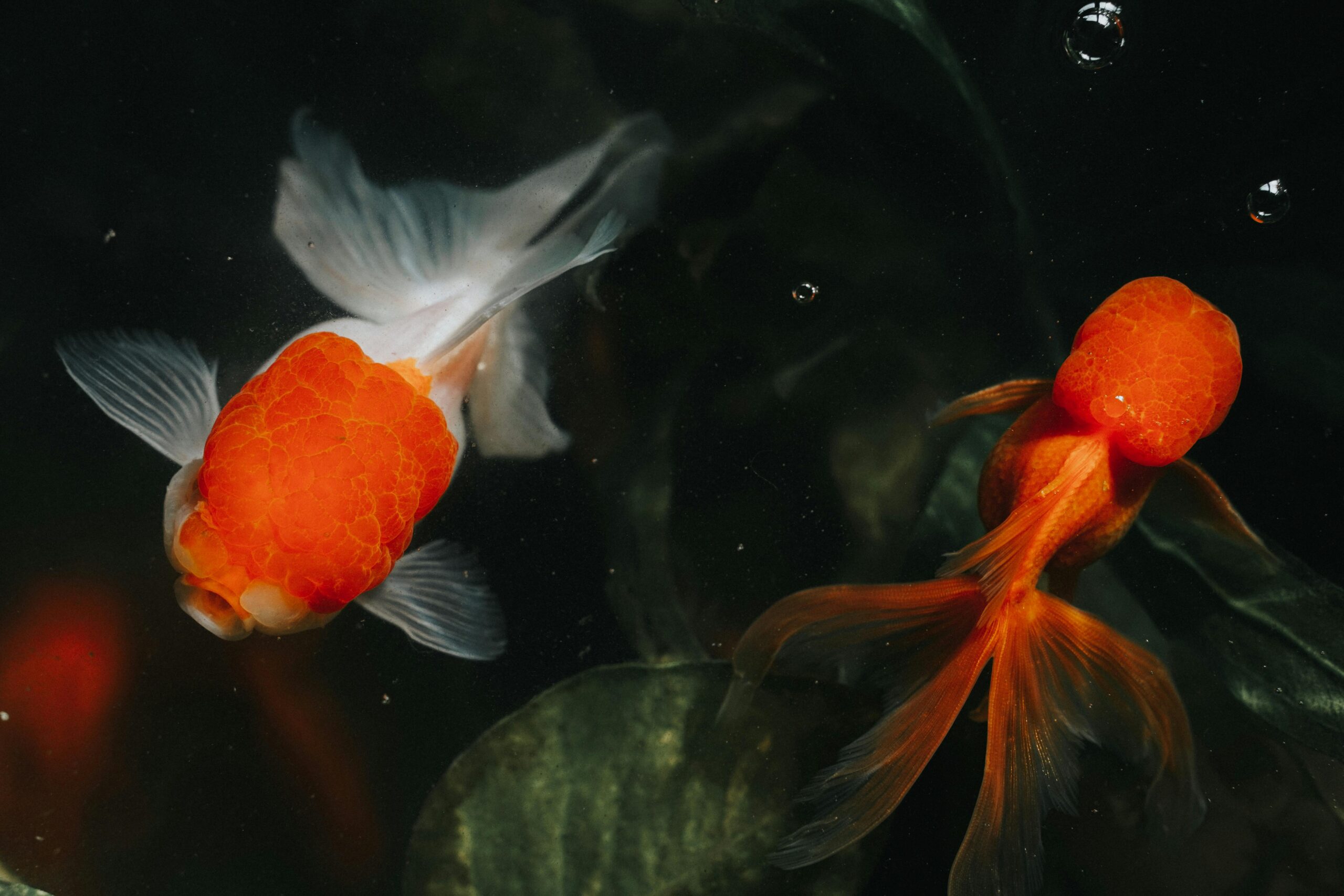 comet goldfish